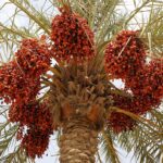 Date palm 2