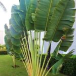 Travellers palm 2