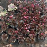 WhatsApp Image 2025-02-06 at 15.03.30 (1)