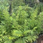 WhatsApp Image 2025-02-06 at 15.03.30 (14)