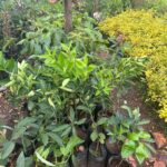 WhatsApp Image 2025-02-06 at 15.03.30 (20)