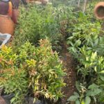 WhatsApp Image 2025-02-06 at 15.03.30 (21)