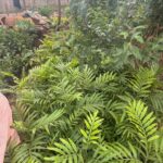 WhatsApp Image 2025-02-06 at 15.03.30 (23)