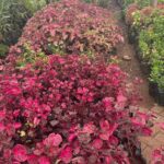 WhatsApp Image 2025-02-06 at 15.03.30 (24)