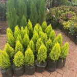 WhatsApp Image 2025-02-06 at 15.03.30 (25)