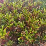 WhatsApp Image 2025-02-06 at 15.03.30 (27)