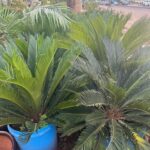 WhatsApp Image 2025-02-06 at 15.03.30 (7)