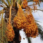 date palm1