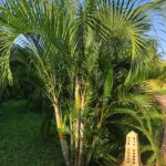 golden palm 2